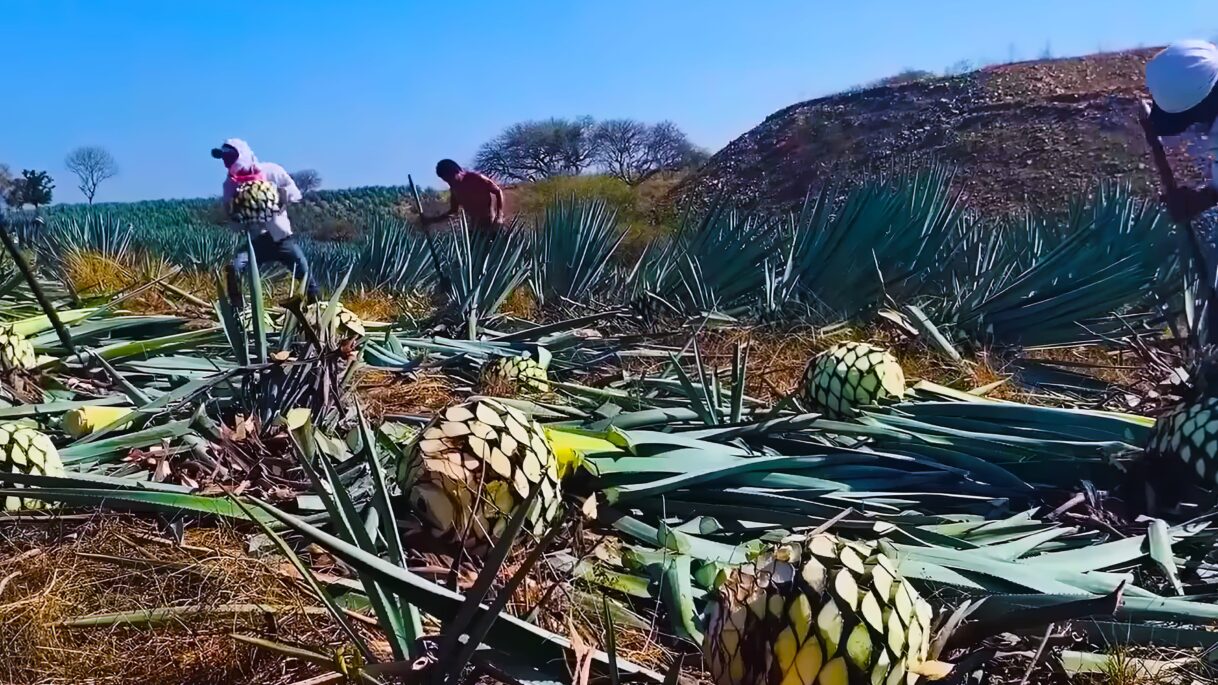 Tequila Production